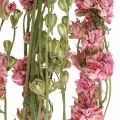 Floristik24 Dried flower delphinium, Delphinium pink, dry floristry L64cm 25g