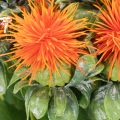 Artificial Safflower Stems Orange for Vase Decoration and Home Styling 55cm Set of 4 | Floristik24.co.uk