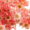 Floristik24 Dried thistle deco branch Dusty pink dried flowers 100g
