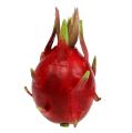 Floristik24 Dragon Fruit 15cm Red 1pc