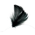 Floristik24 Feathers on wire Black 10m