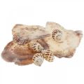 Floristik24 Real shells snail shells decoration, Capiz mother of pearl shell 400g