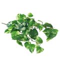 Floristik24 Ivy plant Pothos ivy artificial gold tendril 50cm