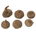 Natural Acorn Caps for Autumn and Advent Decorations 2cm 300g | Floristik24.co.uk