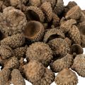 Natural Acorn Caps for Autumn and Advent Decorations 2cm 300g | Floristik24.co.uk