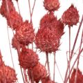 Floristik24 Dried flowers dry thistle strawberry thistle light pink 100g