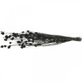 Floristik24 Dried Flowers Black Dry Thistle Strawberry Thistle 100g