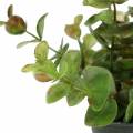 Floristik24 Eucalyptus in pot H15cm