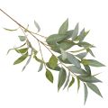 Artificial Eucalyptus Stem