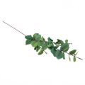 Floristik24 Eucalyptus branch artificial eucalyptus green 64cm