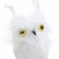 Floristik24 Deco plug owl white 10cm 2pcs