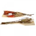 Floristik24 Protea Mix, dried flowers Respens natural/red 13pcs