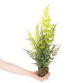 ProductName  
57cm Artificial Fern with Decorative Earth Ball for Home and Office Decoration  

ProductDescription  
<div>  
<h2>Artificial Fern for Stylish Home and Office Decoration</h2>  
<p>This artificial fern stands 57cm tall and offers a natural-lo | Floristik24.co.uk