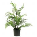 Floristik24 Tree fern in a pot green 60cm