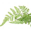 Floristik24 Tree fern in a pot green 60cm