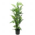 Floristik24 Tree fern in pot green 80cm