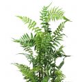Floristik24 Tree fern in pot green 80cm