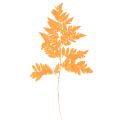 Floristik24 Dried Preserved Fern Branch Orange 42cm Set of 10 for Floristry and Autumn Decoration