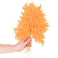 Dried Preserved Fern Branch Orange 42cm Set of 10 for Floristry and Autumn Decoration | Floristik24.co.uk