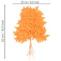 Dried Preserved Fern Branch Orange 42cm Set of 10 for Floristry and Autumn Decoration | Floristik24.co.uk