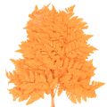 Dried Preserved Fern Branch Orange 42cm Set of 10 for Floristry and Autumn Decoration | Floristik24.co.uk