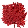Preserved Red Fern Stems 42cm