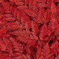 Preserved Red Fern Stems 42cm