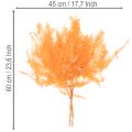 Preserved Orange Fern Stems 60cm for Indoor Arrangements – Set of 10 | Floristik24.co.uk