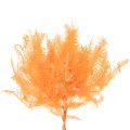 Preserved Orange Fern Stems 60cm for Indoor Arrangements – Set of 10 | Floristik24.co.uk