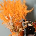 Preserved Orange Fern Stems 60cm for Indoor Arrangements – Set of 10 | Floristik24.co.uk