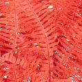 Preserved Fern Bundle Red 60cm