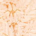 Dried Fern Stems for Vase Decoration 42cm Pink 10 Pieces | Floristik24.co.uk