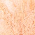 Dried Fern Stems 60cm Set of