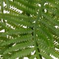 Kunststoff Fern Stem
