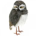 Floristik24 Forest owl, winter decoration, decorative owl, autumn H41cm