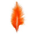 Floristik24 Feathers 30g orange