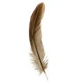 Floristik24 Feathers Brown Spotted 14-16cm 45g