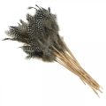 Floristik24 Decorative feathers dotted on the stick real guinea fowl feathers 4-8cm 24pcs
