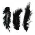 Floristik24 Feathers Black Real bird feathers for crafting Spring decoration 20g