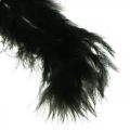 Floristik24 Feathers Black Real bird feathers for crafting Spring decoration 20g