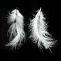 Floristik24 Feathers White Real bird feathers for decorating Easter decorations 20g