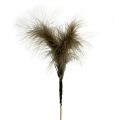 Floristik24 Feathers on sticks Brown 30cm 12pcs