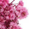 Floristik24 Mini Straw Flower Pink Dried Flower Rock Flower H20cm 15g