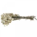 Floristik24 Mini Straw Flower White Dried Flower Deco Rock Flower H20cm 15g