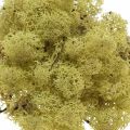 Floristik24 Decorative moss green kiwi moss for crafts, dried, dyed 500g