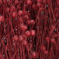 Natural Flax Bordeaux Red Dried Flowers L55cm 80g | Floristik24.co.uk