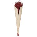 Natural Flax Bordeaux Red Dried Flowers L55cm 80g | Floristik24.co.uk