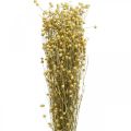 Floristik24 Dried flax, dried floristry, natural flax natural color L40–55cm 85g