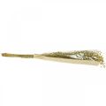 Floristik24 Dried flax, dried floristry, natural flax natural color L40–55cm 85g