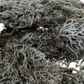 Floristik24 Lichen lichen moss tree moss decorative moss natural 1kg